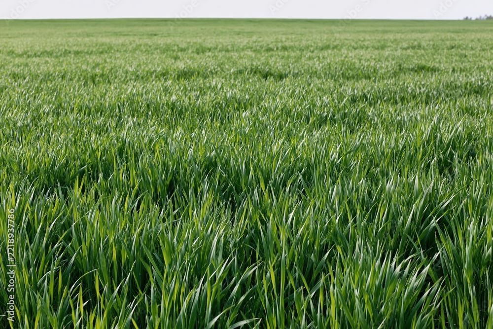 Naklejka premium The Grass Field Under Bright Sunlight on an Open Horizon