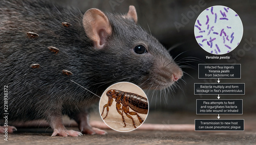 Rat fleas that transmit pneumonic plague.