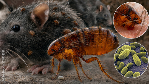 Rat fleas that transmit pneumonic plague.