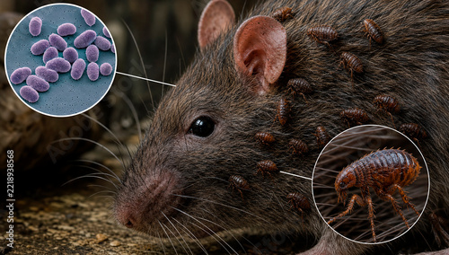 Rat fleas that transmit pneumonic plague.