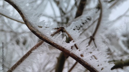 Extreme close up of sharp crystalline ice spikes covering brown tree twig in winter, camera pan, macro, soft light. Tiny world and natural geometry.