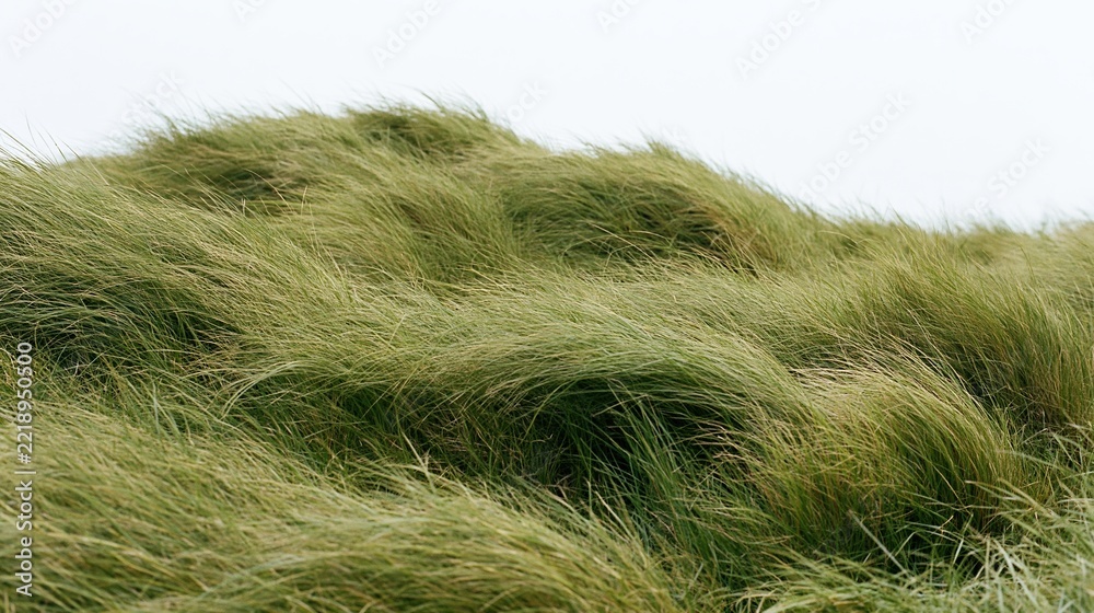 Fototapeta premium Dense wild grass meadow flowing in wind on rolling terrain