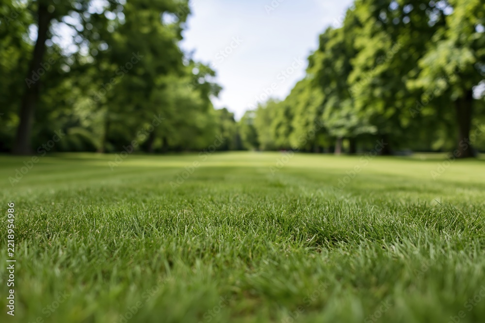 Naklejka premium The Expansive Green Lawn in a Peaceful Park Landscape with Sunlight