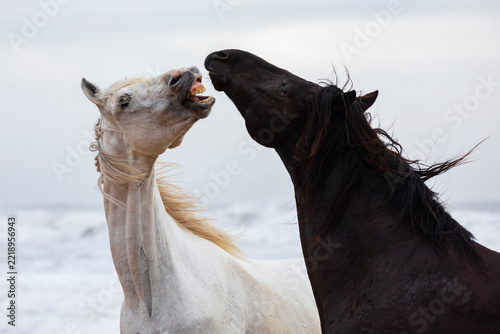Two horses facing each other, grimacing with heads raised, a form of communication, the flehmen response