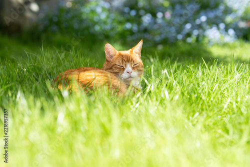 Pet Ginger Cat Relaxing Outdoors in Garden In Summer Sunshine
