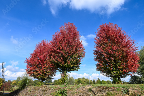 Belgique Wallonie paysage automne erable pourpre