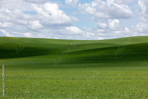 The Palouse, a large fertile agricultural prairie region, green slopes, wheat crops growing on the prairie.