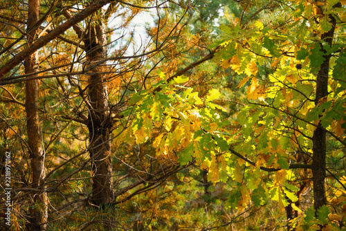Sunlight filtering through green and golden oak leaves in autumn forest