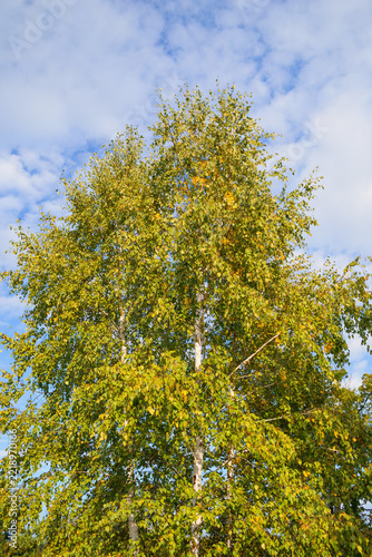 Sunlit birch tree with green and yellow autumn leaves against blue sky and clouds