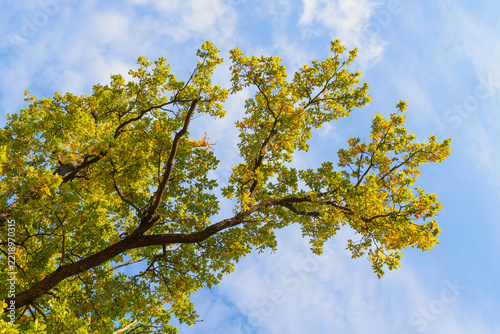 Sunlit oak branches with green and golden autumn leaves against blue sky