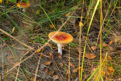 Red fly agaric mushroom partly covered by dry grass in autumn forest