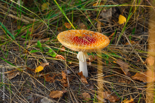 Red fly agaric mushroom partly covered by dry grass in autumn forest