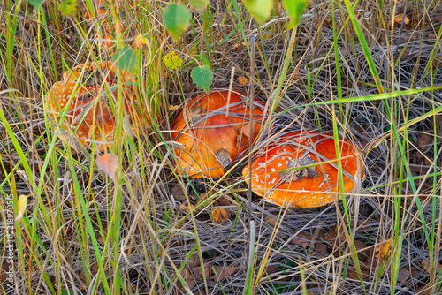 Orange and red fly agaric mushrooms partly covered by dry grass in autumn forest