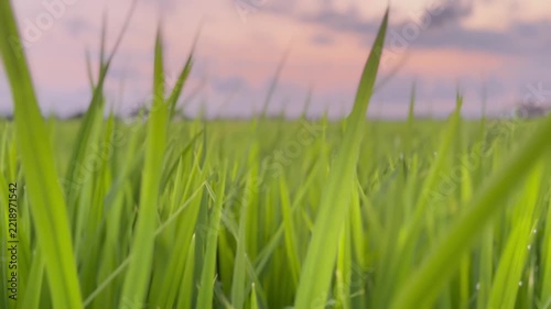 Fresh green grass blades swaying in the breeze with water dew drops in early morning light. Selective focus macro nature videography with blurred pastel sunset sky. Peaceful outdoor spring meadow.