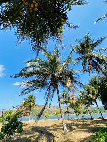 tropical beach with palm trees
