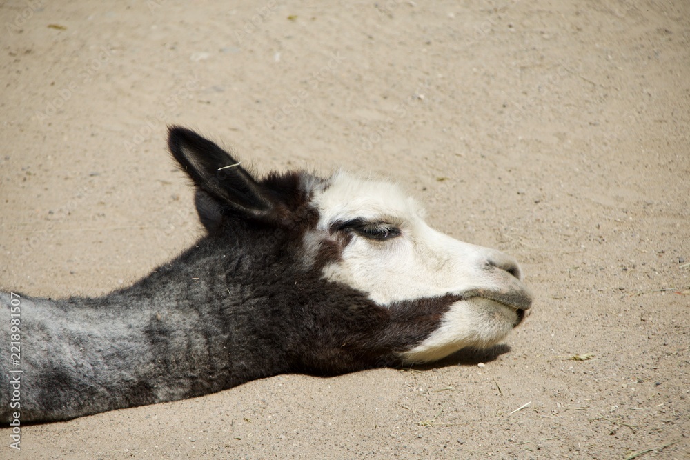 Fototapeta premium llama head laying down