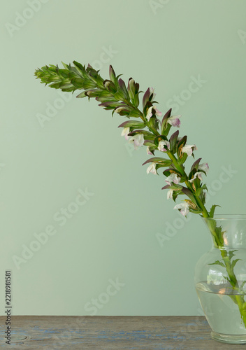 Still life of Bear's breeches plant, a flowering acanthus plant stalk in a jar.