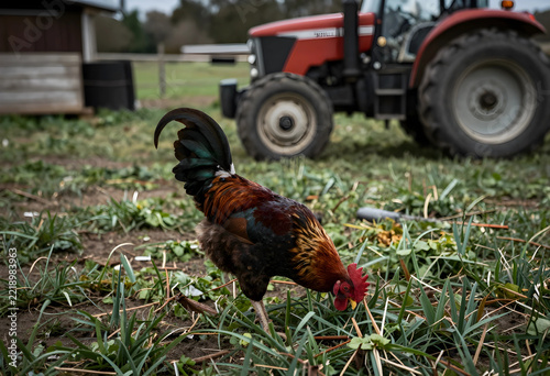 Sustainable agriculture and organic farming, rooster foraging in a field with a tractor in the background on a rural family farm during the daytime