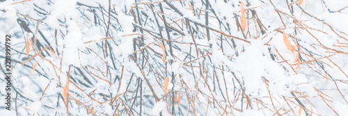 Snow on the branches of trees and bushes after a snowfall. Wide panoramic winter background with snow-covered trees. Autumn leaves on plants in a forest park. Cold snowy weather. Texture of fresh snow