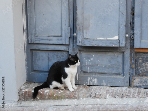 Gatto davanti a portone azzurro