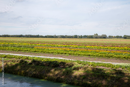 Colorful Flower Field With Rows Of Wildflowers Beside A Canal In A Rural Landscape