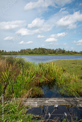 Calm Lakeside Marsh With Grassy Shoreline, Blue Sky and Puffy Clouds Over Wetland