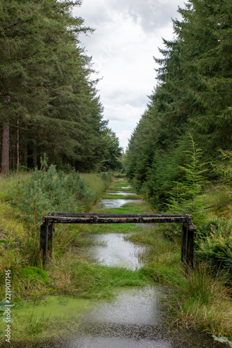 Overgrown Forest Stream With Wooden Gate and Mossy Banks Through Tall Pine Trees
