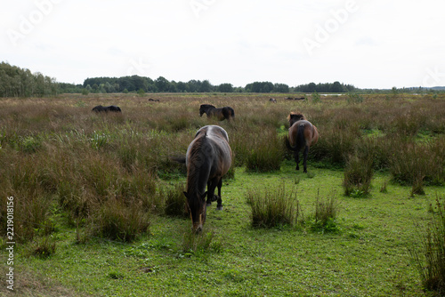 Wild Herd Of Horses Grazing In A Lush Marsh Meadow Under Overcast Summer Sky