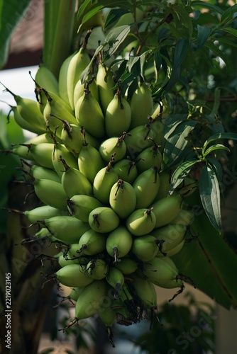 A dense bunch of raw green bananas hanging on the tree with green leaves, suitable for organic farming, tropical agriculture, or healthy food concepts.