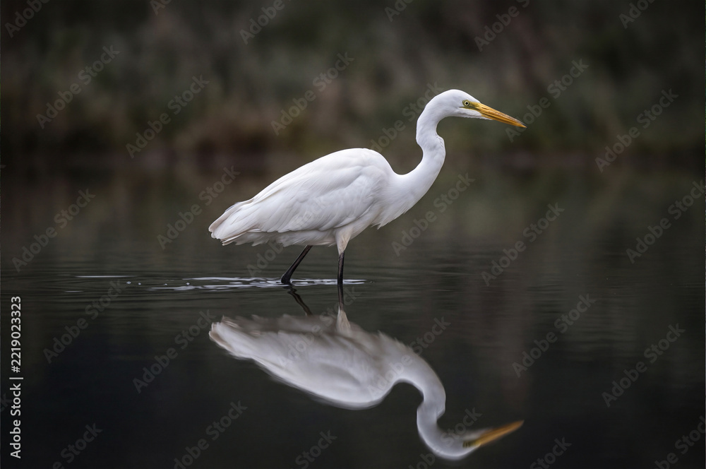 Obraz premium Herons in shallow water, herons seen in shallow waters, marshes, or rice paddies. Herons are the most representative birds of wetland ecosystems, preferring to hunt in shallow water. 