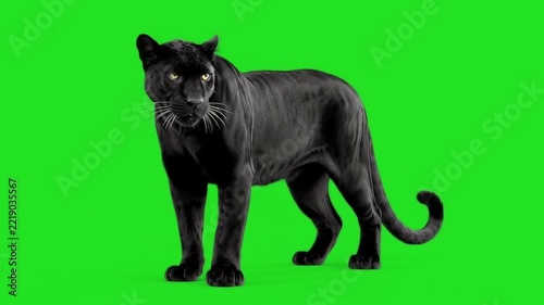Black Panther Walking on Green Screen. Sleek Wild Cat Photography. Powerful Panther in Motion.