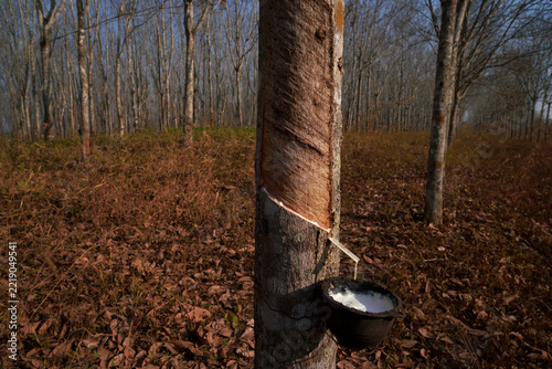 Thailand's rubber plantation industry