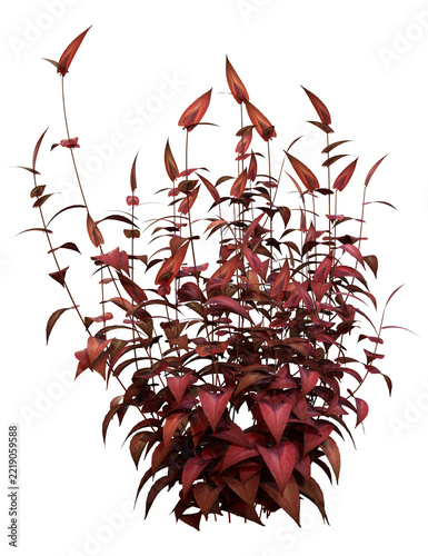 3D Rendering Persicaria Red Dragon Plant on White