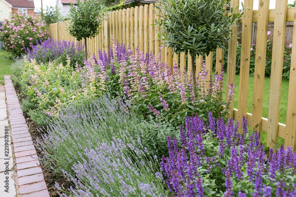 Fototapeta premium The Lavender Border Garden Along a Wooden Fence and Path