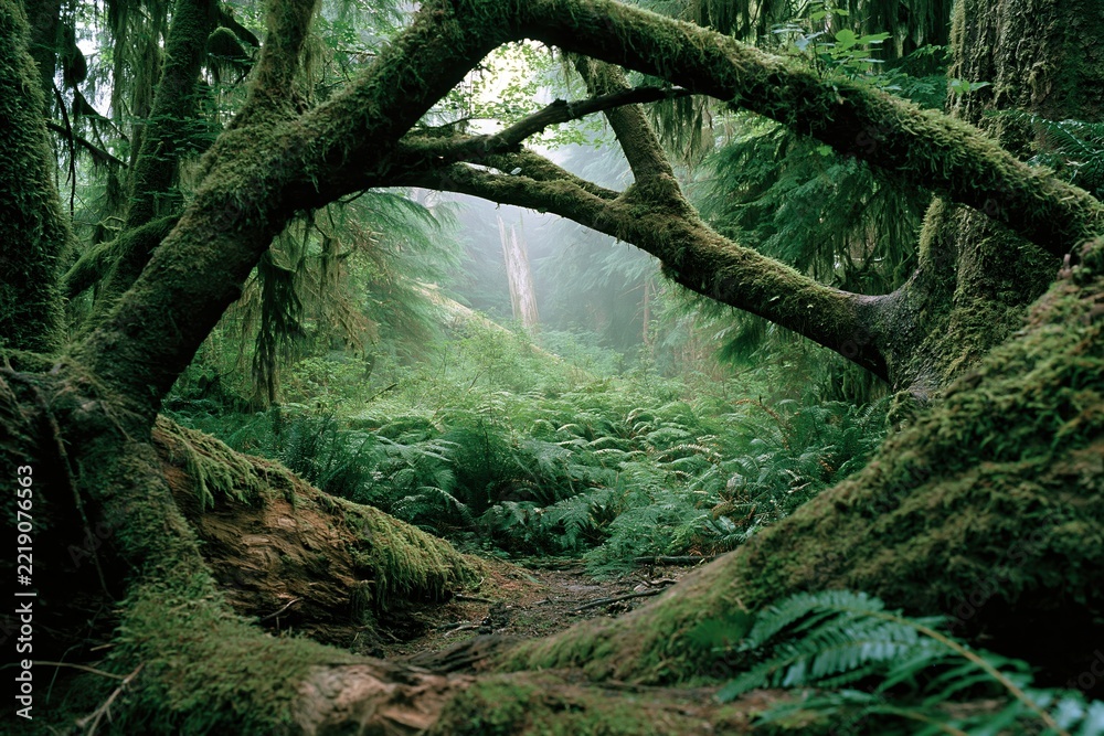 Fototapeta premium The Mossy Tree Arch Framing a Misty Forest Path Adventure