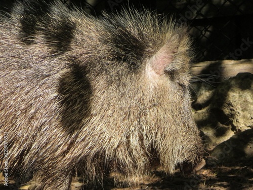 Sanglier