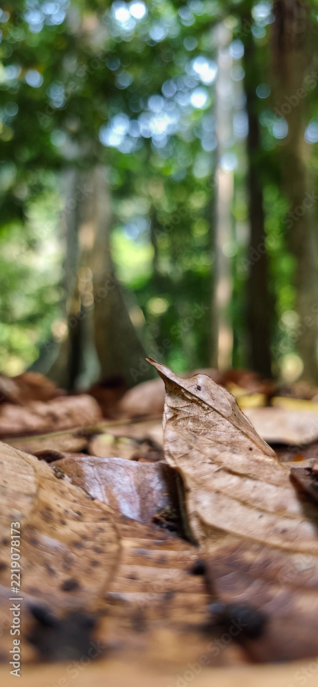 Fototapeta premium Dry curled leaf rising from a forest floor covered with fallen leaves, surrounded by lush green vegetation and soft natural bokeh in a peaceful woodland setting.