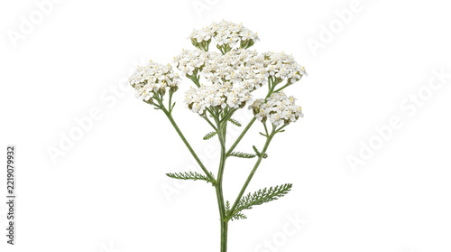 White yarrow wildflower blossoms featuring delicate green stems and clustered petals isolated against transparent background