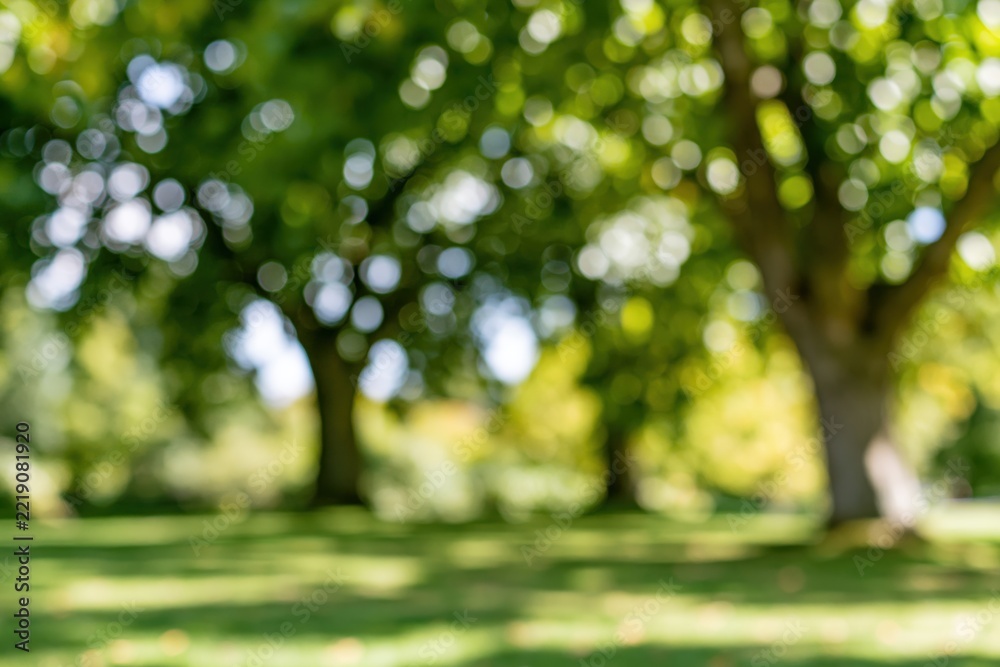 Fototapeta premium The Park in Dappled Sunlight Surrounded by Lush Green Trees and Grass