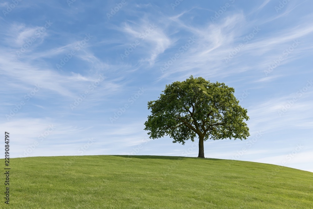 Fototapeta premium The Lone Tree on a Green Hill under a Bright Sky