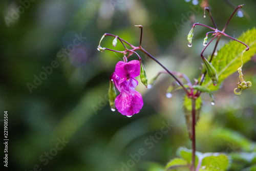 Pink wildflower with water droplets, Germany, Bavaria, Augsburg, 5 October 2026