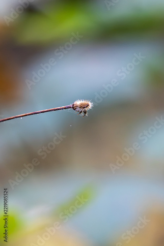 Close-up of dry wildflower seed head on slender stem, Germany, Bavaria, Augsburg, 30 September 2026