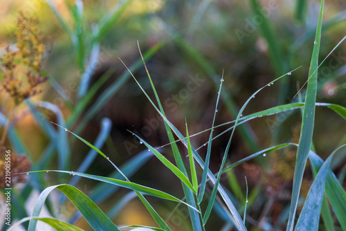 Close up of grass blades with dew drops in natural environment, Germany, Bavaria, Augsburg, 30 September 2026