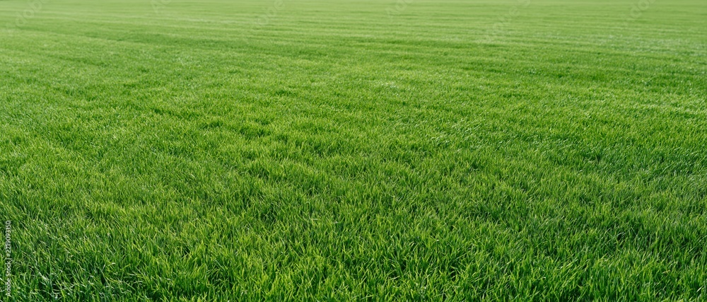 Fototapeta premium Vast flat field of young green wheat growing in rural farmland