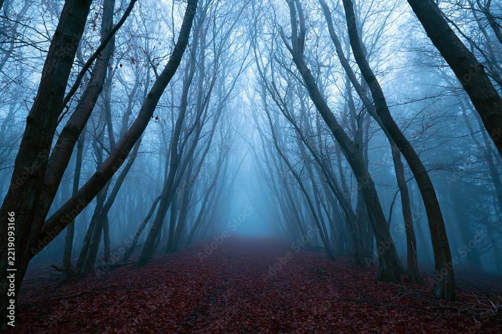 Fototapeta premium The Misty Forest Path Under Blue Fog Through Arching Trees