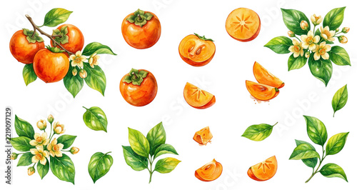 Watercolor illustration of ripe persimmons, sliced fruit, blossoms, leaves and branches on transparent background. Autumn harvest and seasonal food design. Botanical fruit clipart collection