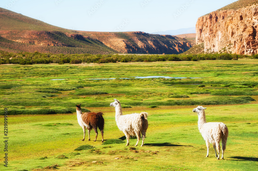 Fototapeta premium Llamas grazing on the green meadow in plateau Altiplano, Bolivia, South America. Summer landscape