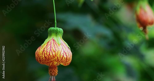 Bellflower, lantern flower, close-up, orange, hanging
