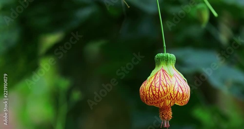 Bellflower, lantern flower, close-up, orange, hanging