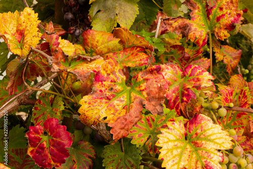 Feuilles de vigne en automne.